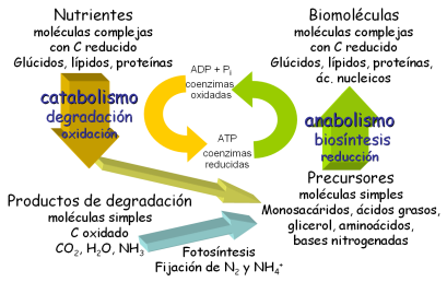 esquema catabolismo y anabolismo