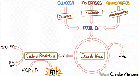 esquema